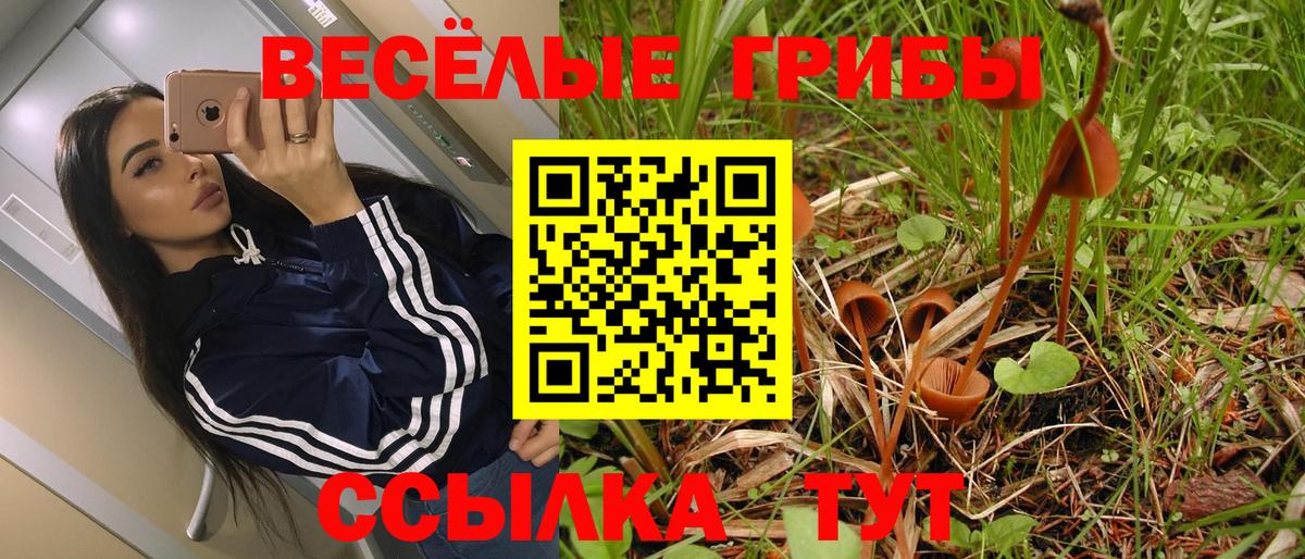Псилоцибиновые грибы Cubensis Казань